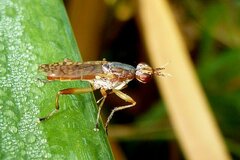 Dichetophora obliterata