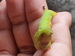 Eupanacra elegantulus