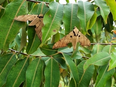 Ambulycini