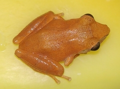 Pseudophilautus