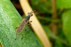 Dichetophora obliterata