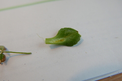 Puccinia lagenophorae