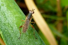 Dichetophora obliterata