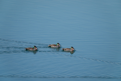 Sibirionetta formosa