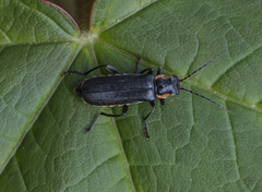 Cantharis obscura