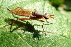 Dichetophora obliterata