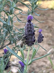Lavandula
