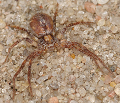 Philodromus collinus