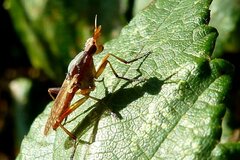 Dichetophora obliterata