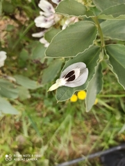 Vicia faba