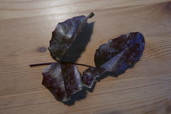 Erysiphe berberidis