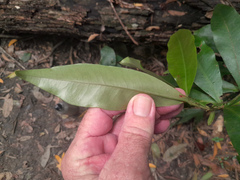 Myrsine subsessilis cryptostemon