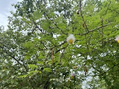 Dichrostachys cinerea