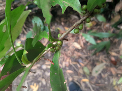 Myrsine subsessilis cryptostemon