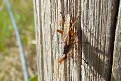 Dichetophora obliterata