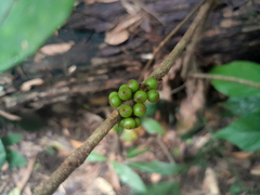 Myrsine subsessilis cryptostemon