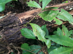 Myrsine subsessilis cryptostemon