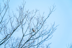 Turdus eunomus
