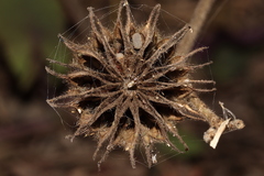 Abutilon theophrasti