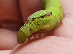 Eupanacra elegantulus