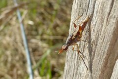 Dichetophora obliterata