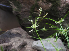 Cyperus trinervis