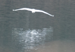 Ardea alba