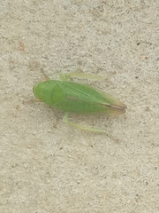 Cicadellidae