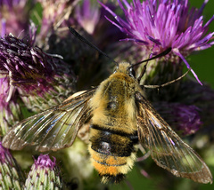 Hemaris tityus