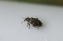 Orchestes fagi