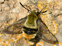 Hemaris tityus