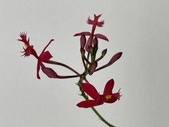 Epidendrum radicans