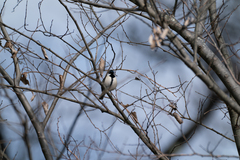 Parus minor