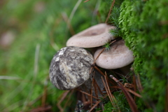 Leccinum variicolor