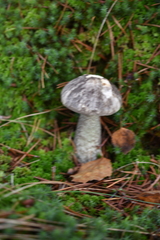 Leccinum variicolor