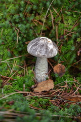 Leccinum variicolor