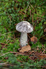 Leccinum variicolor
