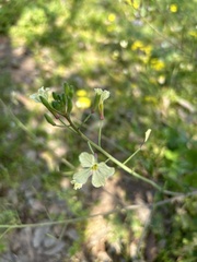 Raphanus raphanistrum