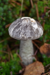 Leccinum variicolor
