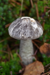 Leccinum variicolor