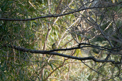 Emberiza personata