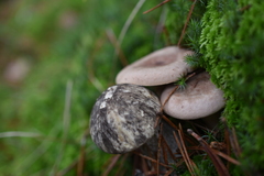 Lactarius helvus