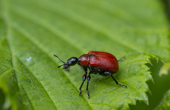 Apoderus coryli