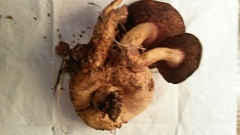 Pseudoboletus parasiticus