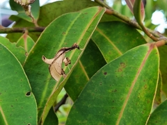 Sacada