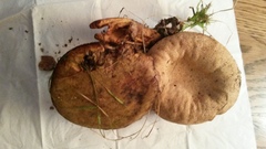 Pseudoboletus parasiticus