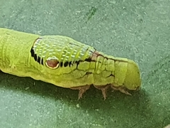 Eupanacra elegantulus