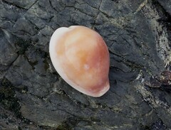 Erronea subviridis