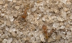 Pheidole bilimeki
