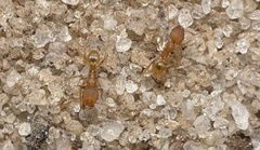 Pheidole bilimeki